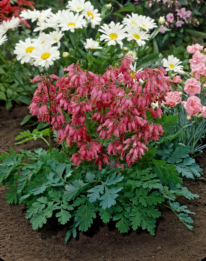 Dicentra formosa | western bleeding heart Herbaceous Perennial/RHS ...