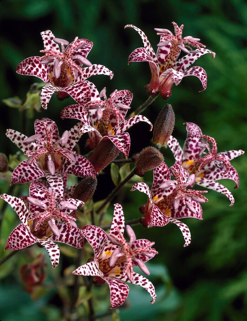 <i>Tricyrtis</i> <i>formosana</i> 'Purple Beauty'