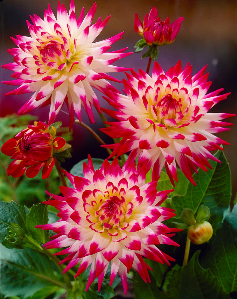<i>Dahlia</i> 'Match' (S-c)