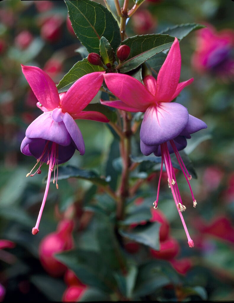 <i>Fuchsia</i> 'Susan' (d)