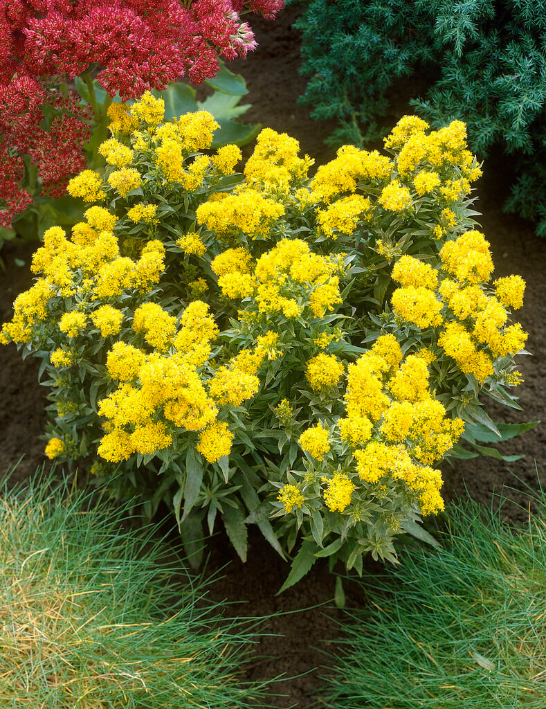 <i>Solidago</i> 'Laurin'