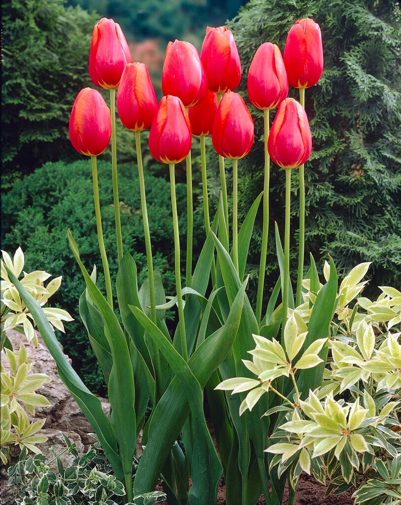 tulip 'Avignon'