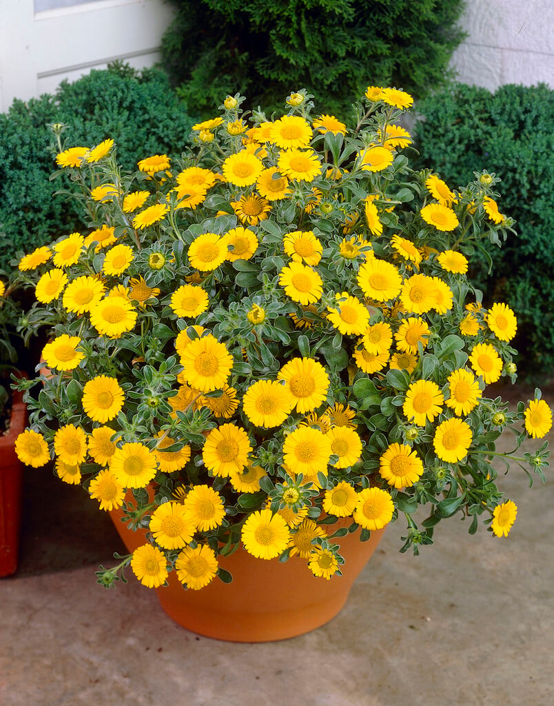 <i>Pallenis</i> <i>maritima</i>