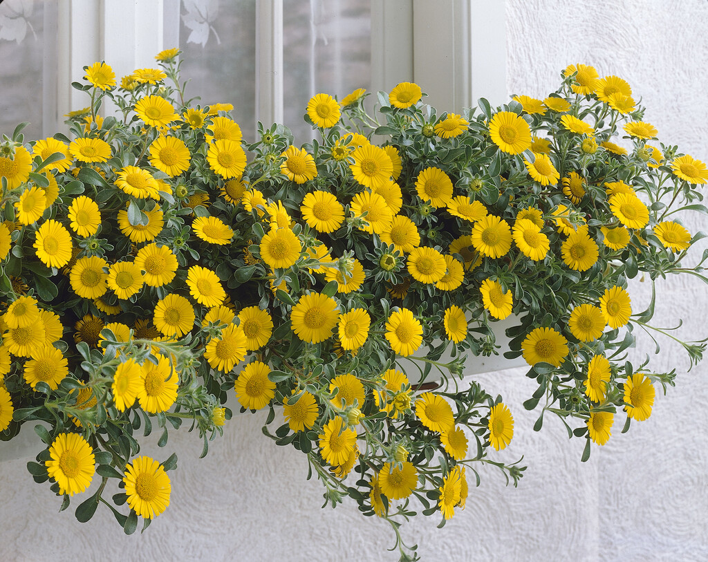 <i>Pallenis</i> <i>maritima</i>