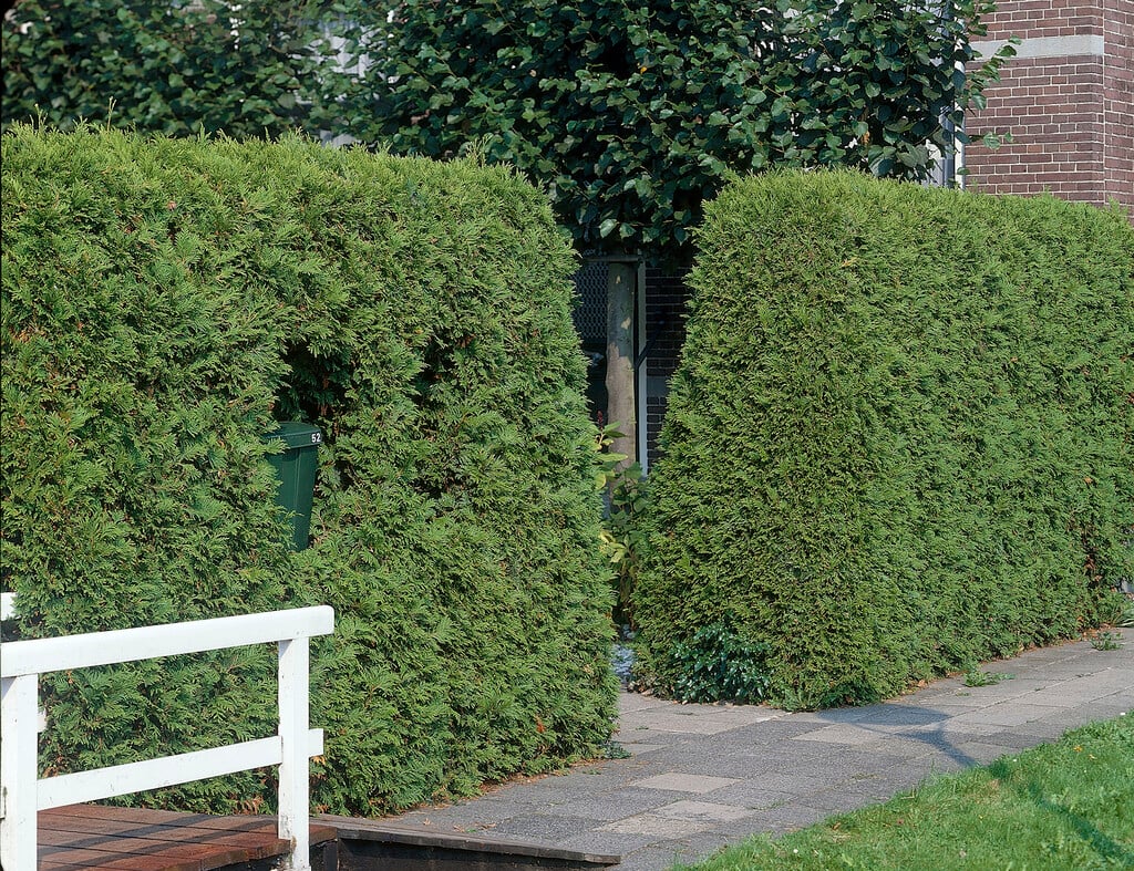 <i>Thuja</i> <i>occidentalis</i> 'Pyramidalis Compacta'