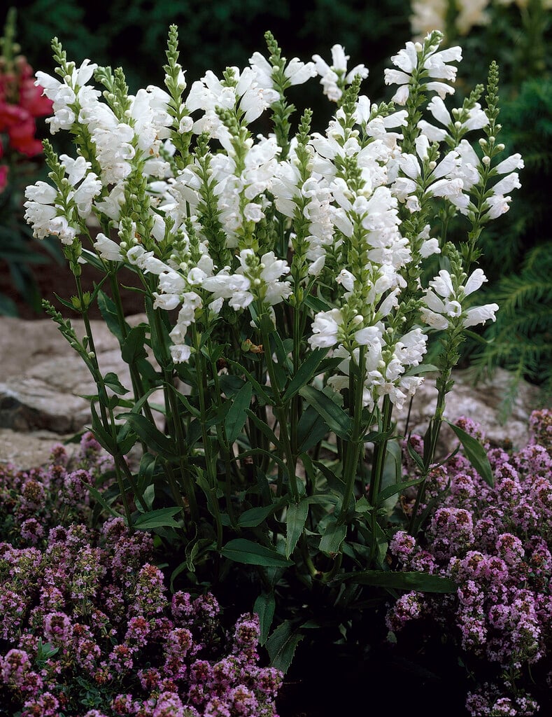 obedient plant 'Alba'