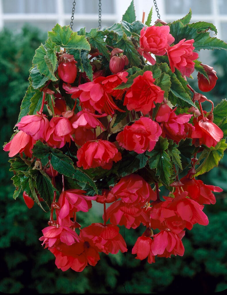 begonia 'Cascade'