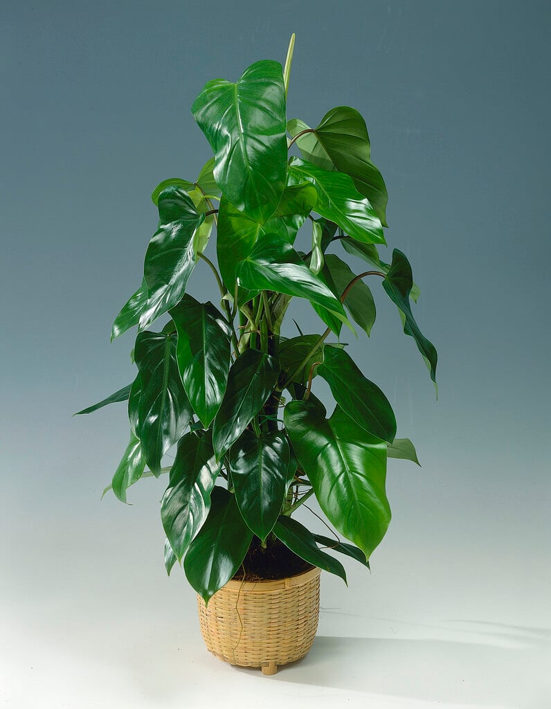 <i>Philodendron</i> 'Emerald Queen'