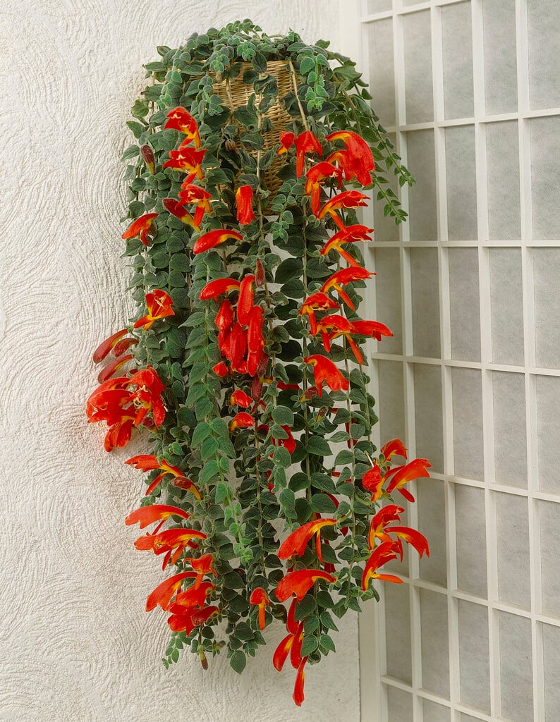 goldfish plant