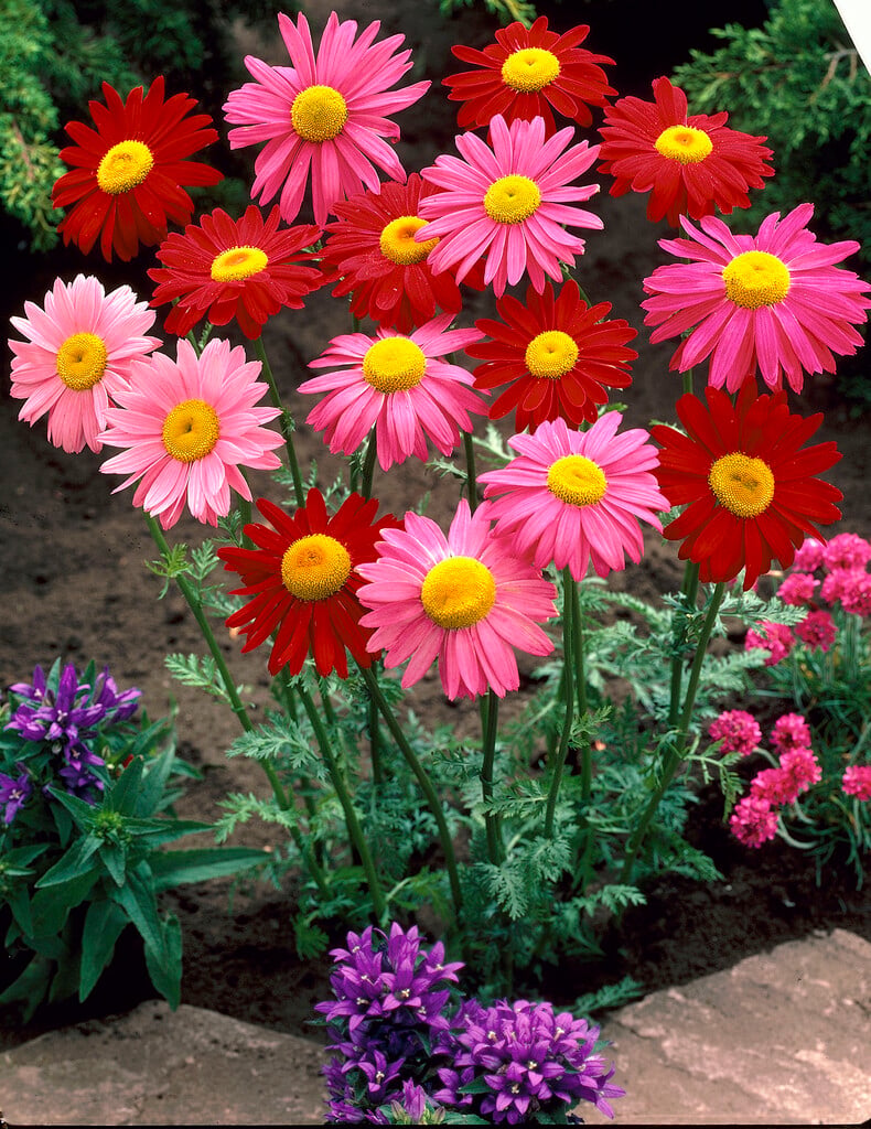 painted daisy