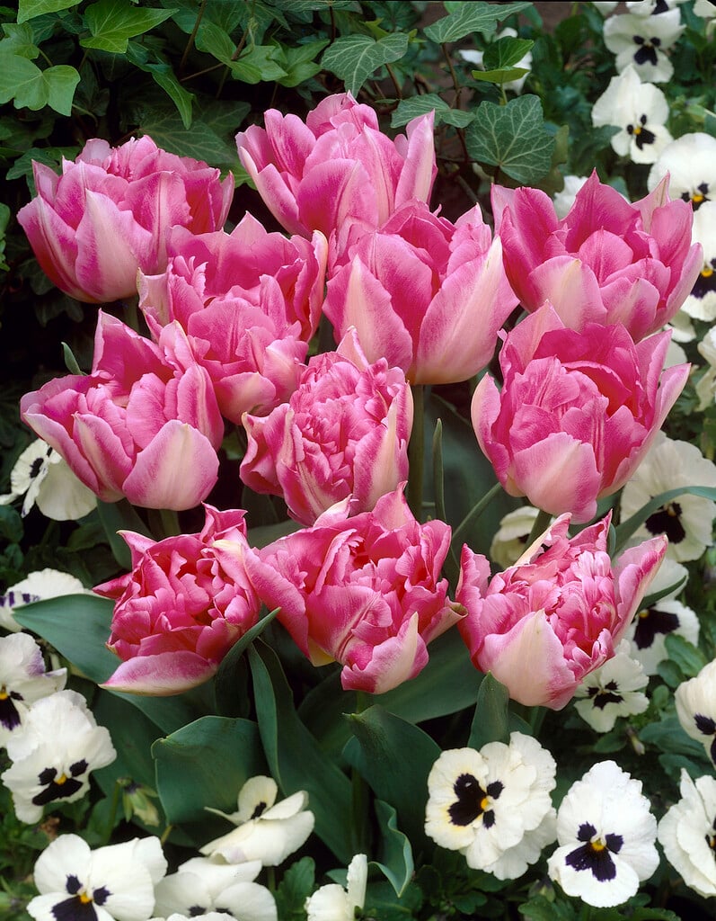 tulip 'Triumphator'