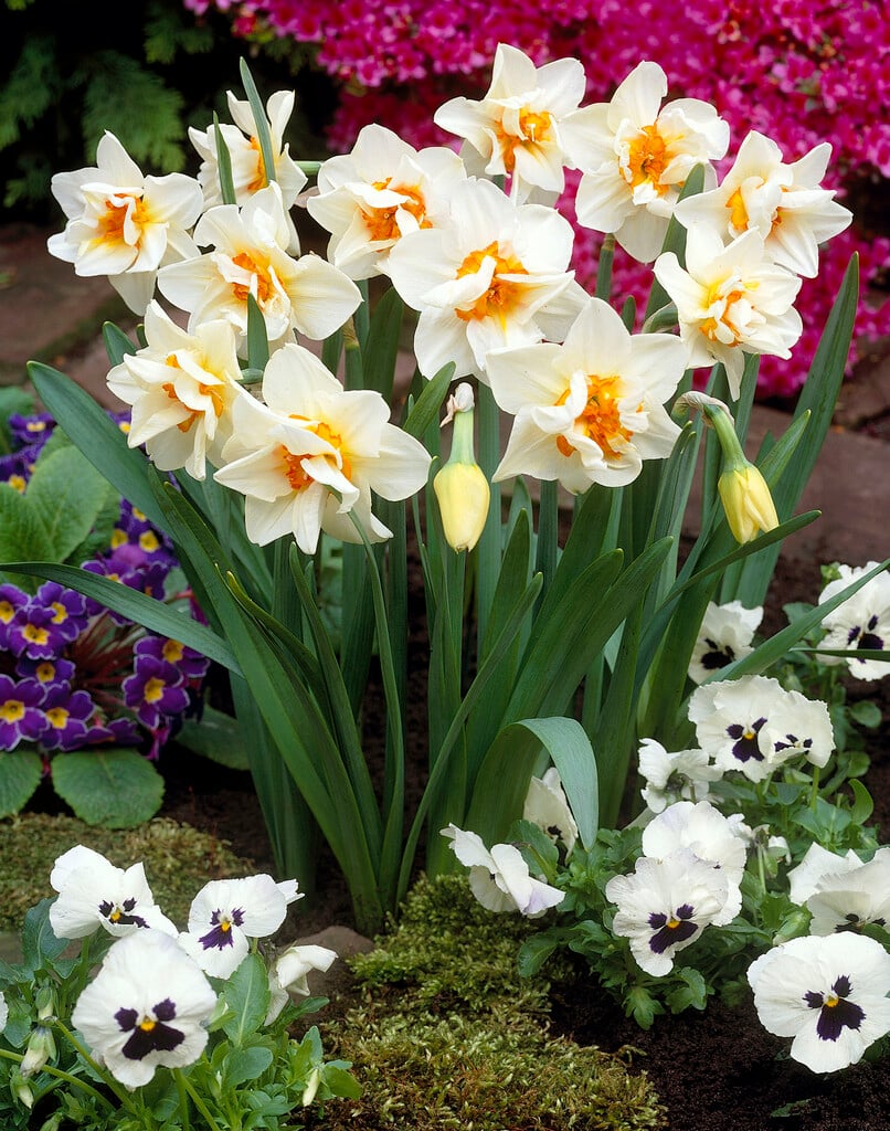 daffodil 'Mary Copeland'