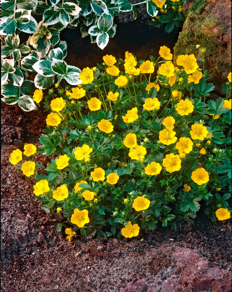 <em>Potentilla</em> <em>aurea</em>