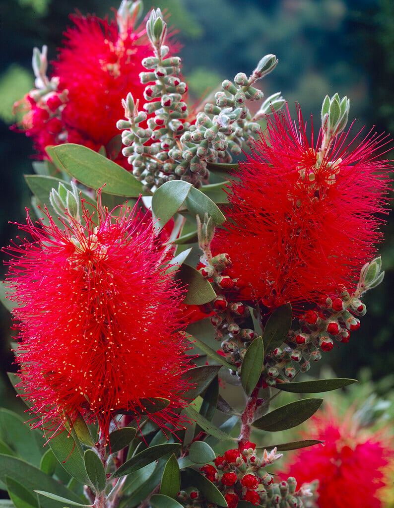 Callistemon citrinus|crimson bottlebrush/RHS Gardening