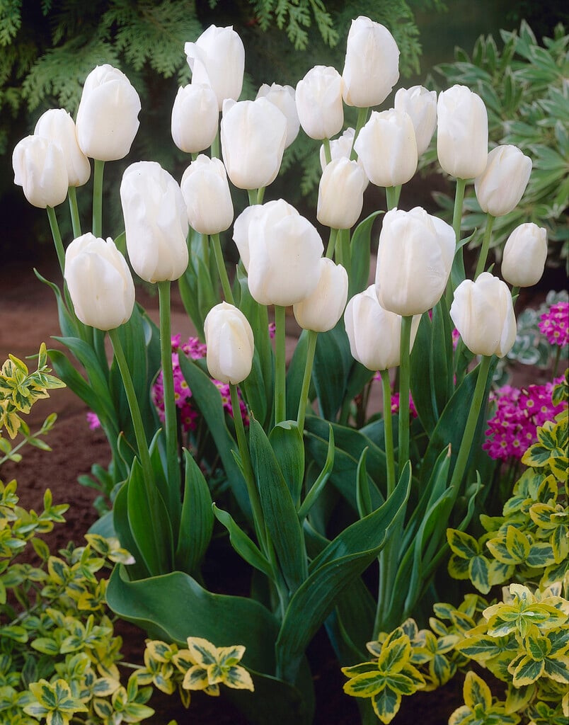 tulip 'Weisse Berliner'