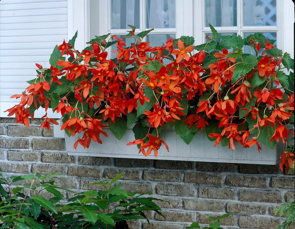begonia 'Bertinii'