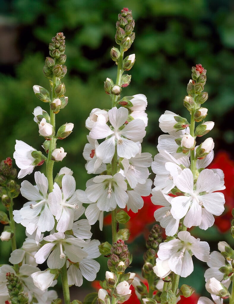 modest mallow