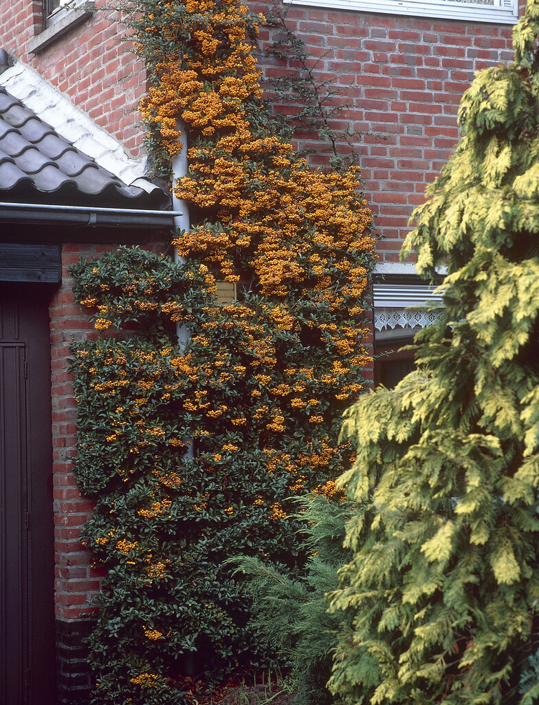 firethorn 'Golden Charmer'