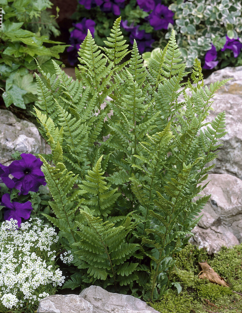 scaly male fern 'Cristata'