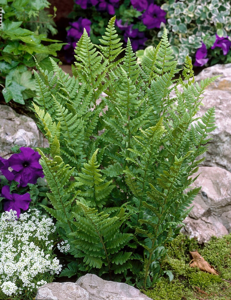 scaly male fern 'Cristata'