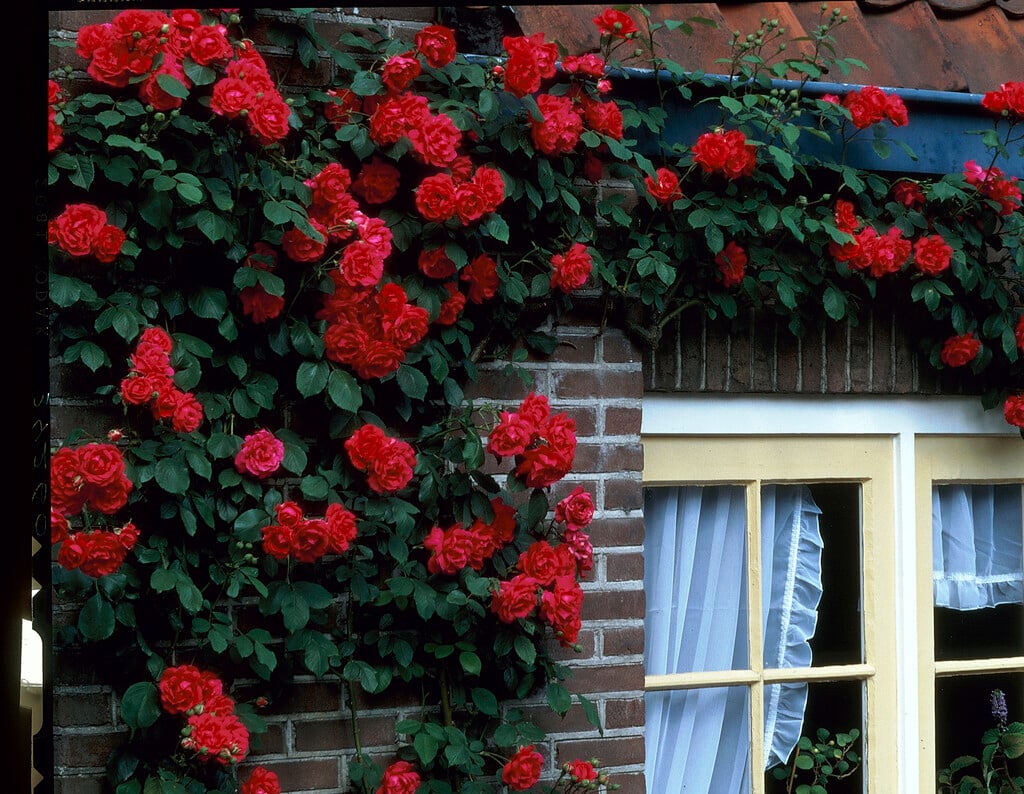 rose 'Danse du Feu'