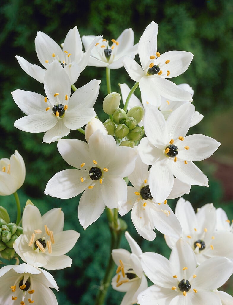 Arabian star flower