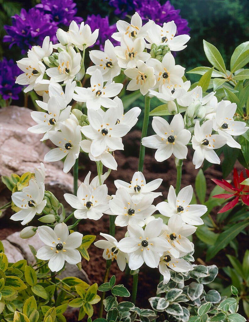 Arabian star flower