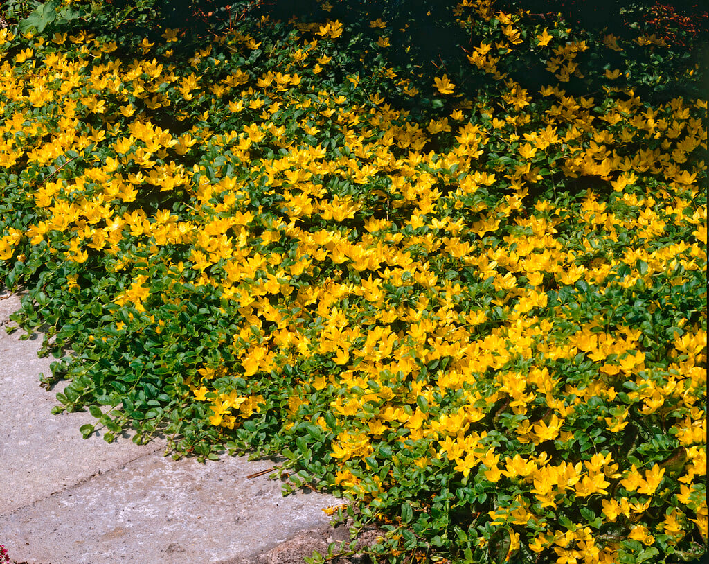golden creeping Jenny