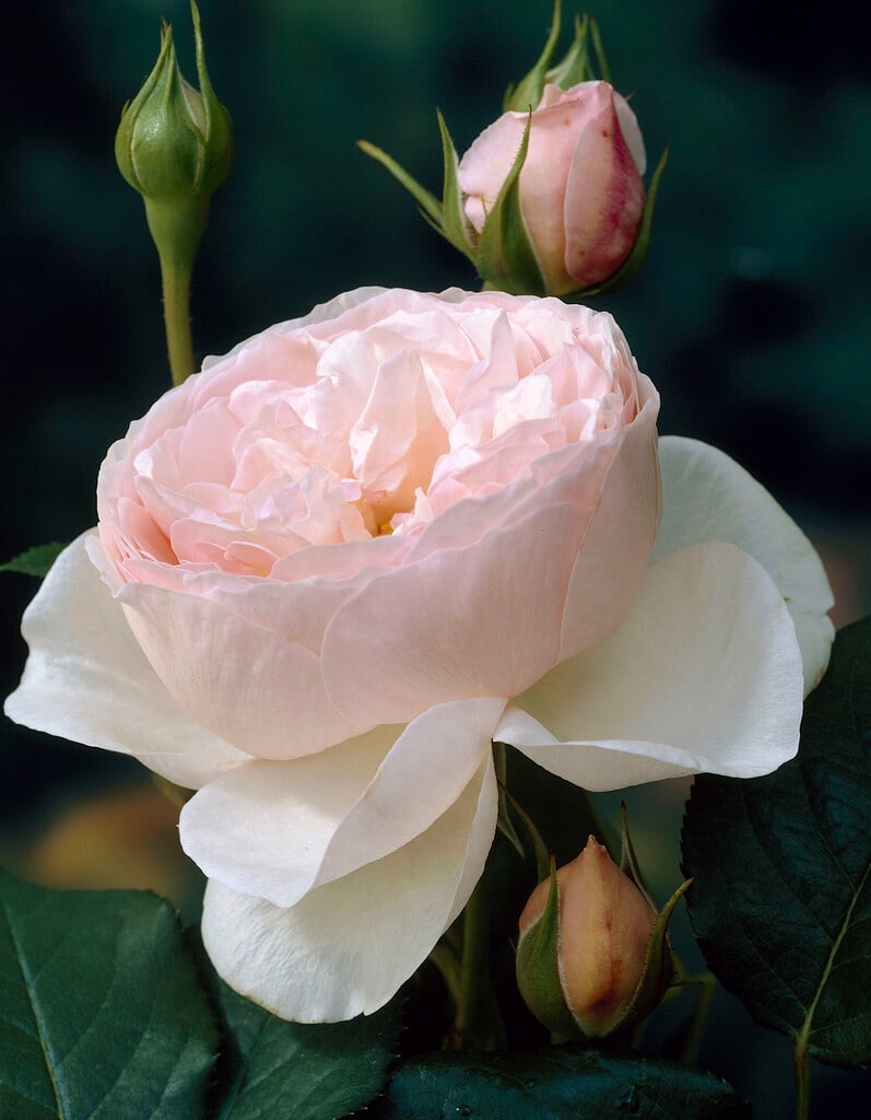 rose [Heritage]