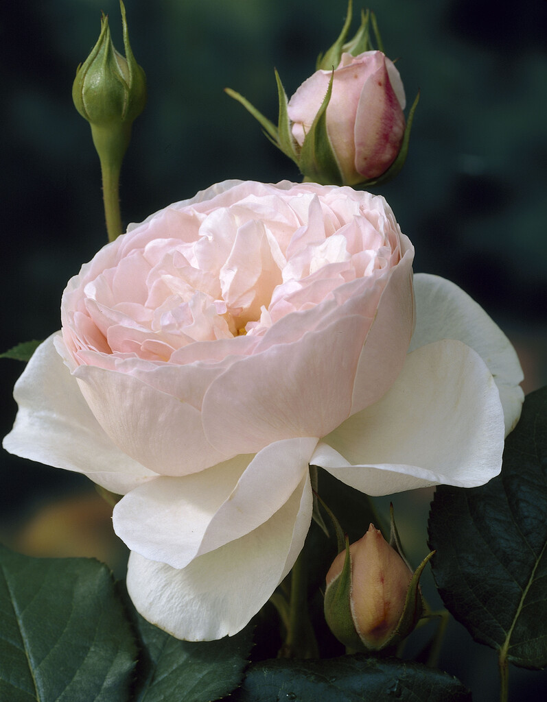 rose [Heritage]