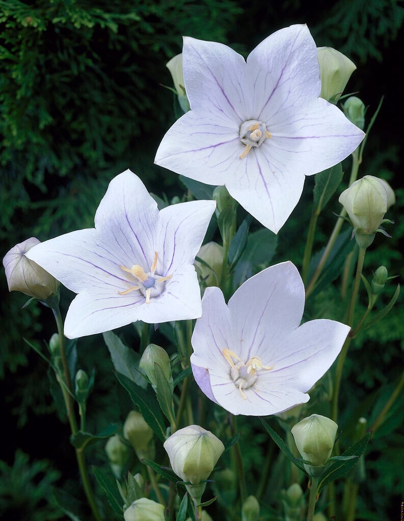 <i>Platycodon</i> <i>grandiflorus</i> 'Fuji White' (Fuji Series)