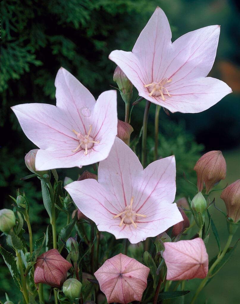 <i>Platycodon</i> <i>grandiflorus</i> 'Fuji Pink' (Fuji Series)
