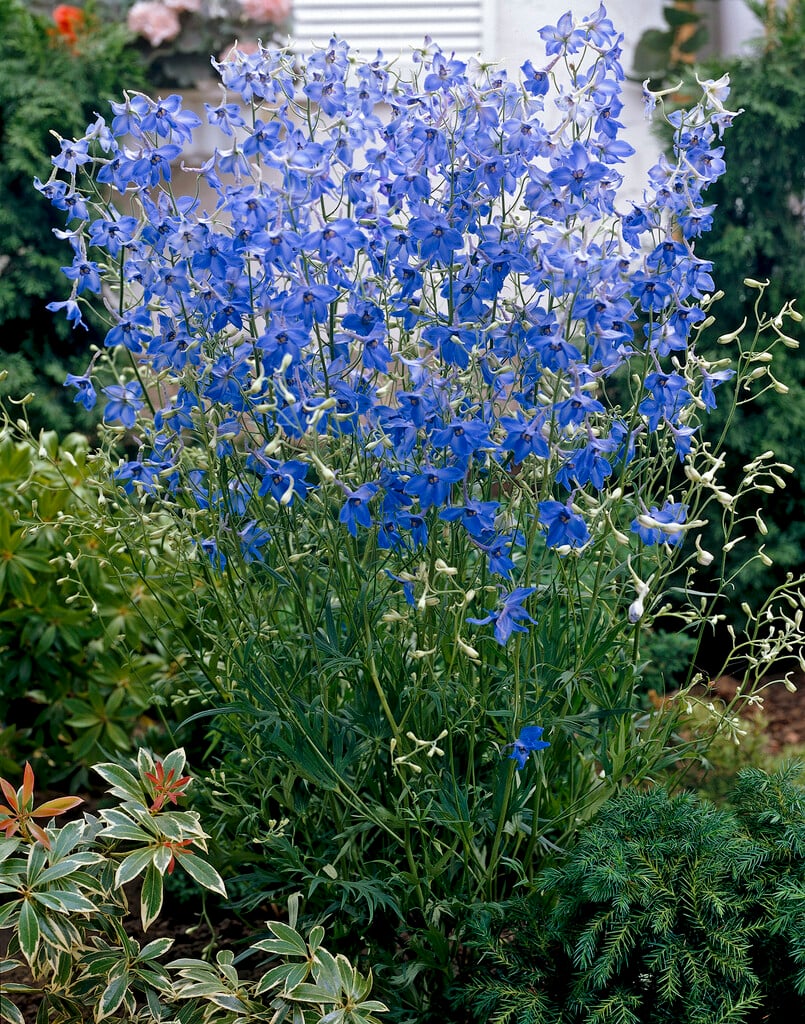 <i>Delphinium</i> <i>grandiflorum</i> 'Blauer Zwerg'