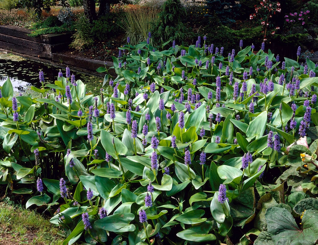 Pontederia cordata