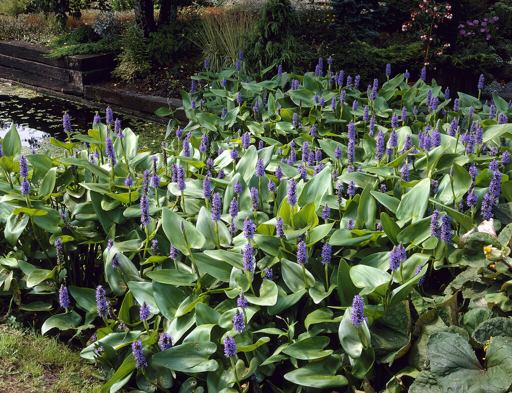 pickerel weed