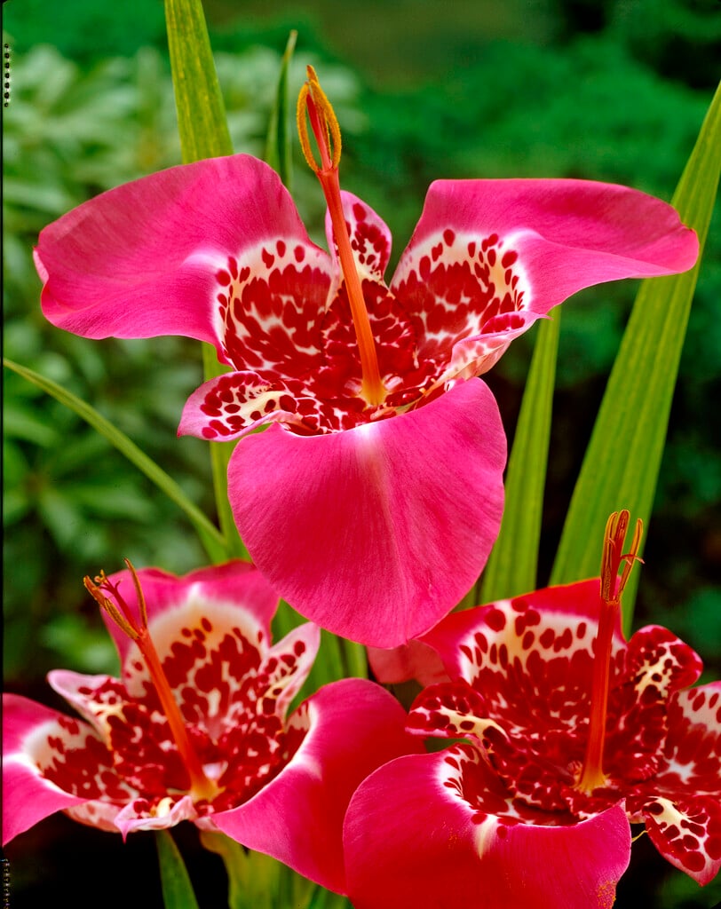 <i>Tigridia</i> <i>pavonia</i> 'Lilacea'