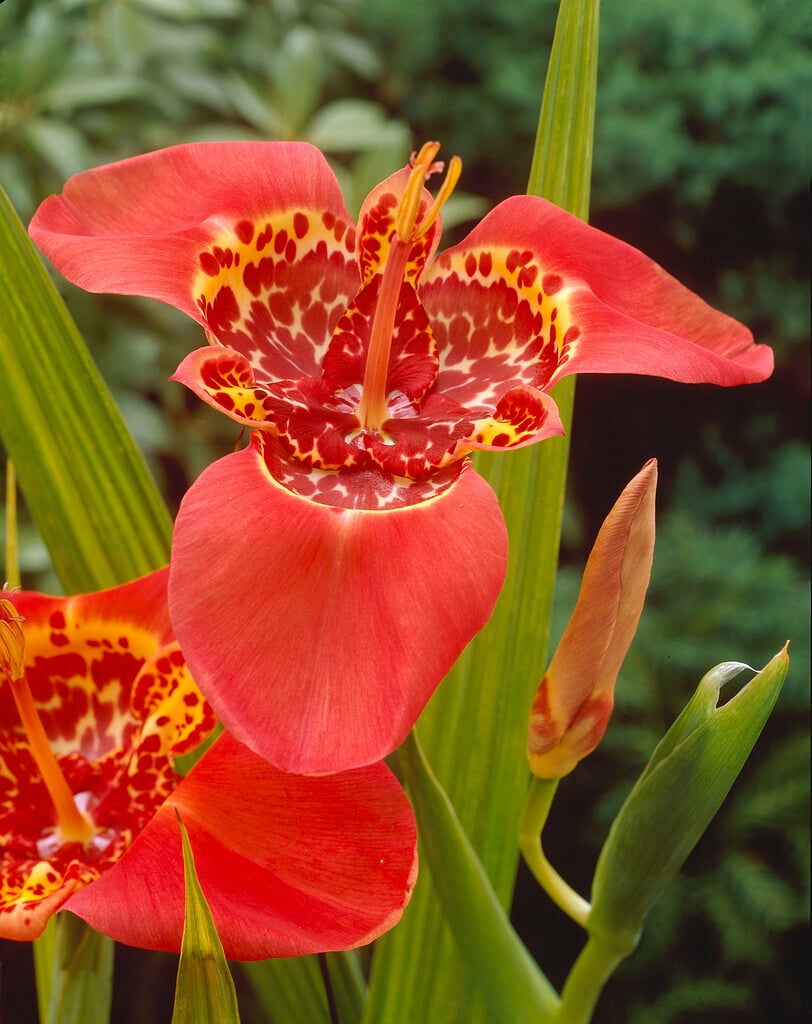 peacock tiger flower 'Speciosa'