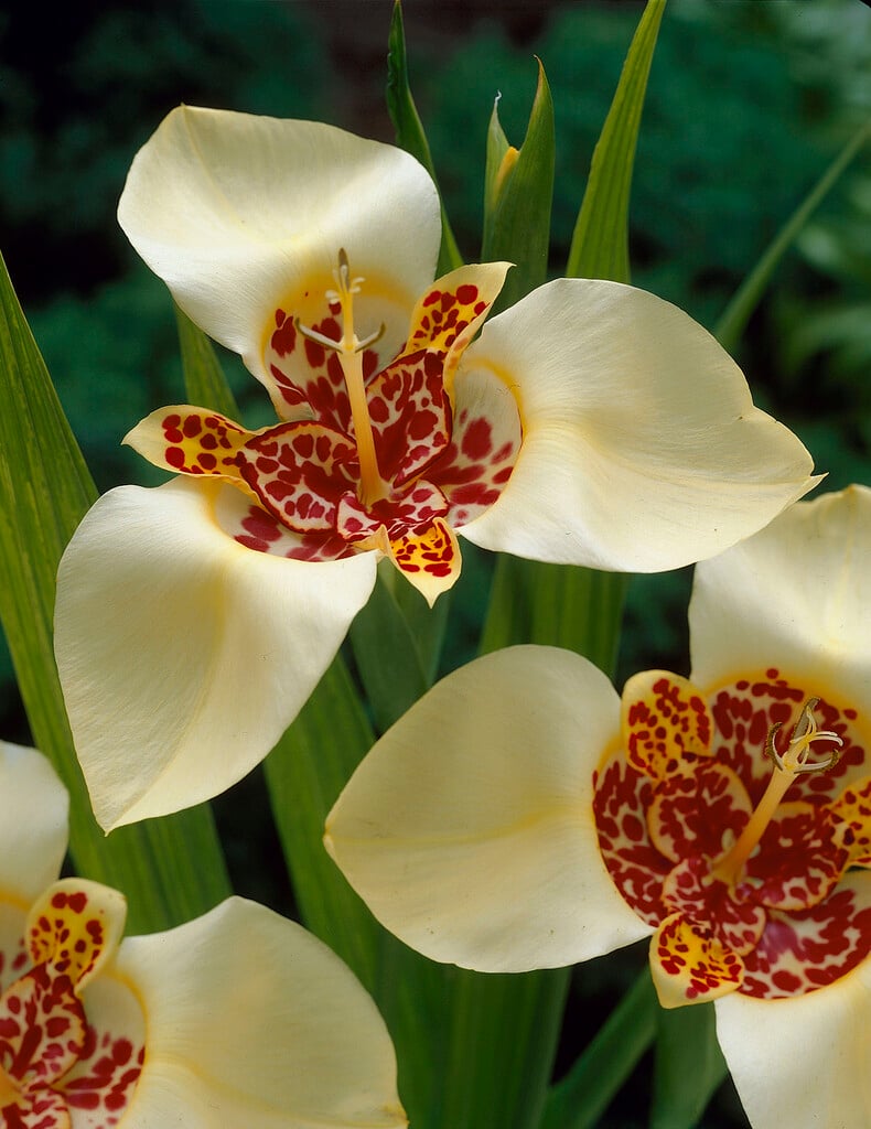 <i>Tigridia</i> <i>pavonia</i> 'Canariensis'