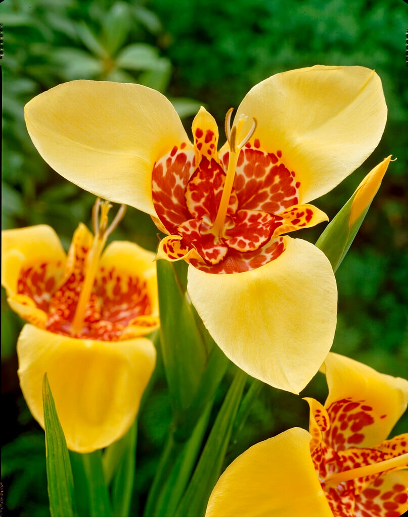 <i>Tigridia</i> <i>pavonia</i> 'Aurea'
