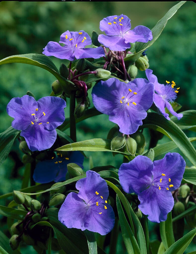 Tradescantia (Andersoniana Group) 'Zwanenburg Blue'|spider lily