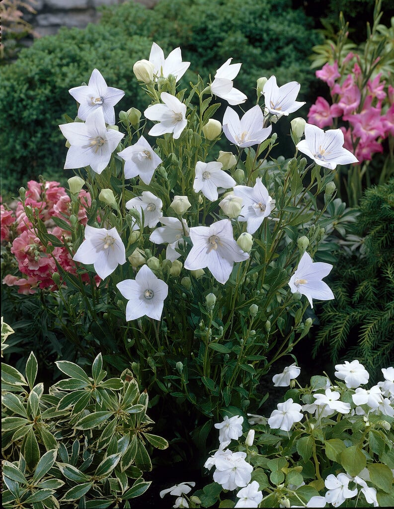 <i>Platycodon</i> <i>grandiflorus</i> 'Fuji White' (Fuji Series)