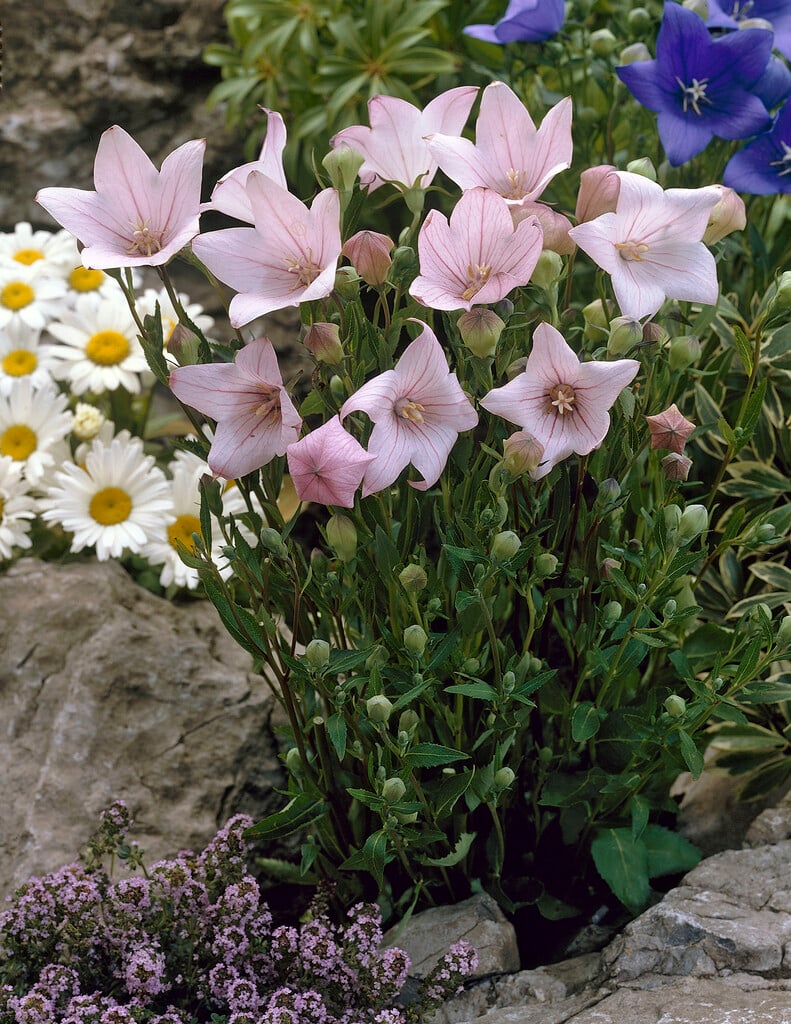<i>Platycodon</i> <i>grandiflorus</i> 'Fuji Pink' (Fuji Series)