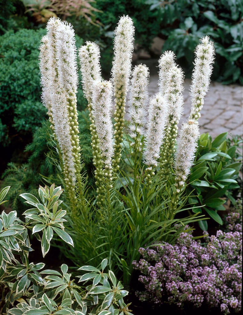 <em>Liatris</em> <em>spicata</em> 'Floristan Weiss'