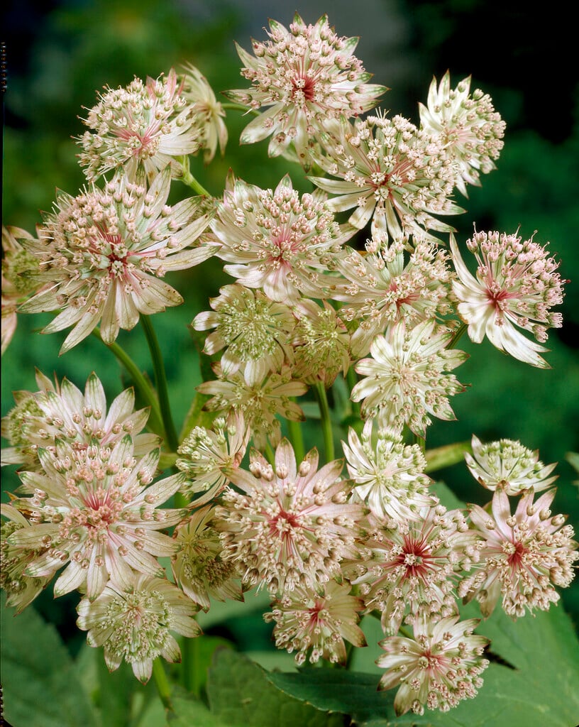 greater masterwort