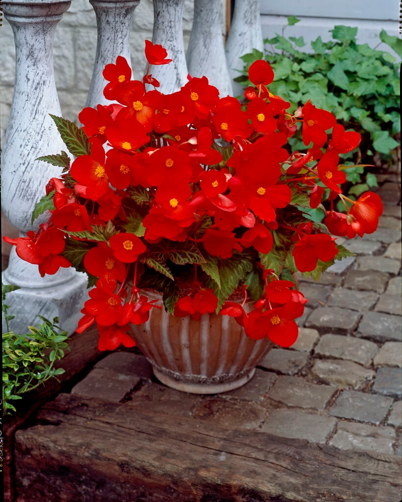 begonia 'Bertinii'