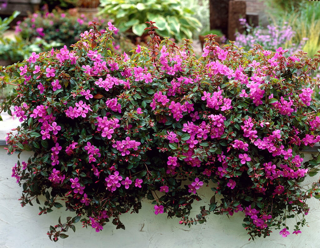 Spanish shawl