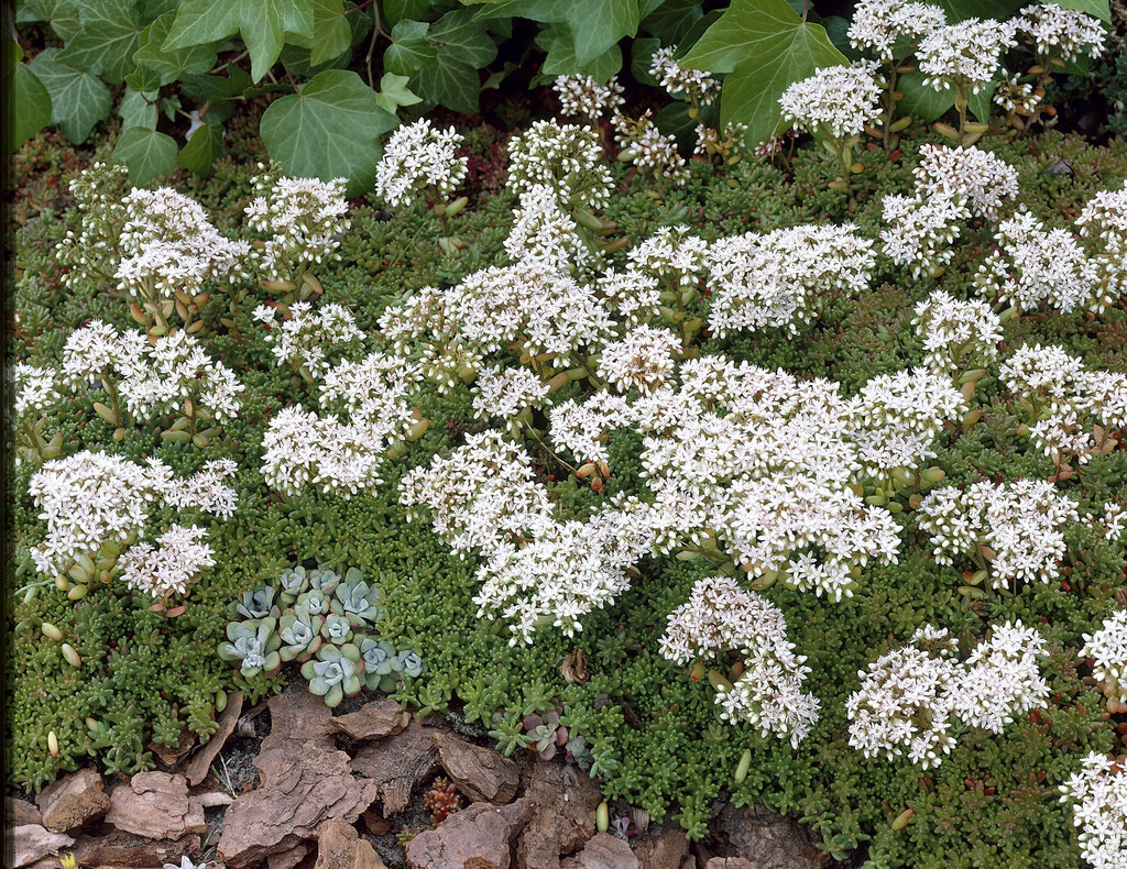 white stonecrop