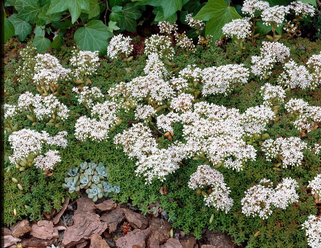 white stonecrop