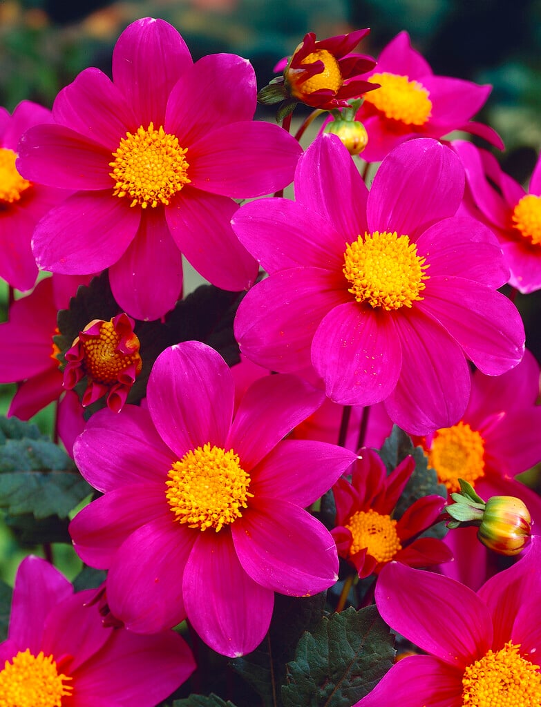 dahlia 'Mies'