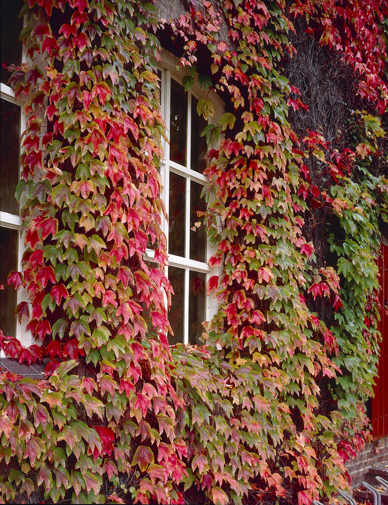 Boston ivy 'Veitchii'